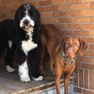 Meet your Posher, Shari